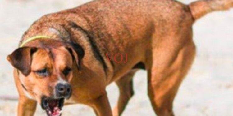 ಹುಚ್ಚನಾಯಿ ಕಡಿತ; ಜನರಲ್ಲಿ ಆತಂಕ