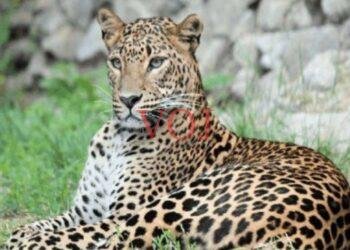 ಭೀಮೆಯ ಭಾಗದಲ್ಲಿ ಆತಂಕ ಸೃಷ್ಠಿಸಿದ್ದ ಚಿರತೆ ಹಾವಳಿ..! ಅಧಿಕಾರಿ ವರ್ಗ ಹೇಳಿದ್ದೇನು ಗೊತ್ತಾ..?