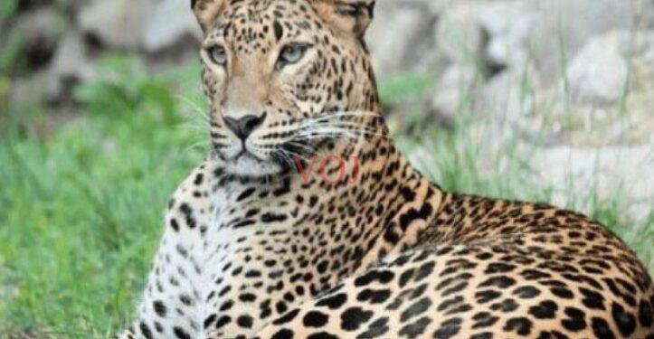 ಭೀಮೆಯ ಭಾಗದಲ್ಲಿ ಆತಂಕ ಸೃಷ್ಠಿಸಿದ್ದ ಚಿರತೆ ಹಾವಳಿ..! ಅಧಿಕಾರಿ ವರ್ಗ ಹೇಳಿದ್ದೇನು ಗೊತ್ತಾ..?