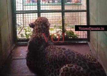 ಗ್ರಾಮಸ್ಥರಲ್ಲಿ ಭಯ ಹುಟ್ಟಿಸಿದ್ದ ಚಿರತೆ ಸೆರೆ..! ವಿಡಿಯೋ ಸಮೇತ ವಿಕ್ಷಿಸಿ..