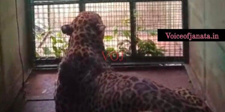 ಗ್ರಾಮಸ್ಥರಲ್ಲಿ ಭಯ ಹುಟ್ಟಿಸಿದ್ದ ಚಿರತೆ ಸೆರೆ..! ವಿಡಿಯೋ ಸಮೇತ ವಿಕ್ಷಿಸಿ..