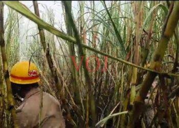 ಬೆಂಕಿ ಅವಘಡಕ್ಕೆ ಸುಟ್ಟು ಕರಕಾಲದ ಕಬ್ಬು..!