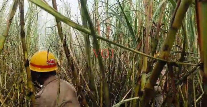 ಬೆಂಕಿ ಅವಘಡಕ್ಕೆ ಸುಟ್ಟು ಕರಕಾಲದ ಕಬ್ಬು..!