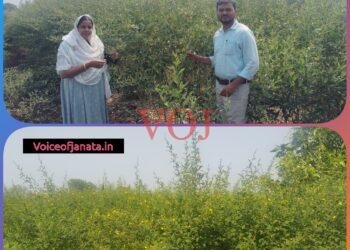 ಮಂಜಿನ ಕಾಟಕ್ಕೆ ಕಮರಿದ ತೊಗರಿ..!