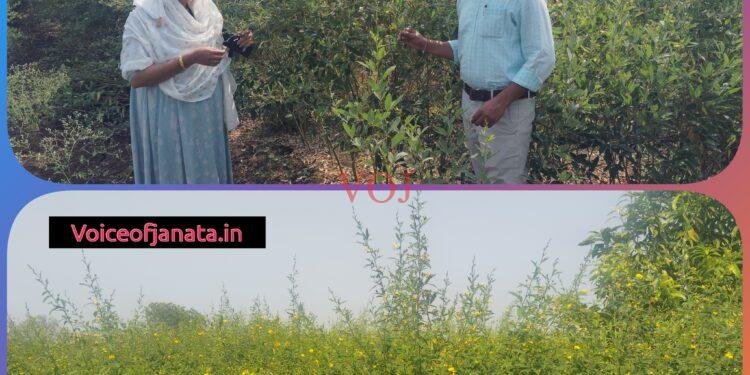 ಮಂಜಿನ ಕಾಟಕ್ಕೆ ಕಮರಿದ ತೊಗರಿ..!