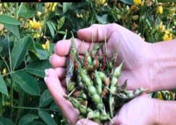 ತೊಗರಿ ಬೆಳೆದ ರೈತ ಹವಾಮಾನ ವೈಪರೀತ್ಯದಿಂದ ಹೂ ಮತ್ತು ಕಾಯಿ ಉದುರುತ್ತಿದ್ದರೆ ಈ ಕೆಳಗಿನ ಮಾಹಿತಿ ನೋಡಿ..!