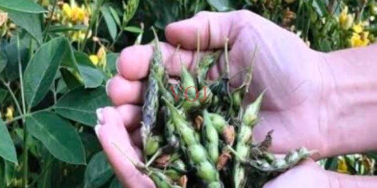 ತೊಗರಿ ಬೆಳೆದ ರೈತ ಹವಾಮಾನ ವೈಪರೀತ್ಯದಿಂದ ಹೂ ಮತ್ತು ಕಾಯಿ ಉದುರುತ್ತಿದ್ದರೆ ಈ ಕೆಳಗಿನ ಮಾಹಿತಿ ನೋಡಿ..!