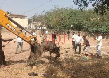 ಮುದ್ದೇಬಿಹಾಳ | ಮದವೇರಿದ ಎಮ್ಮೆ ಕಟ್ಟಲು 1 ಗಂಟೆ ಕಾರ್ಯಾಚರಣೆ