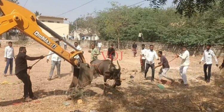 ಮುದ್ದೇಬಿಹಾಳ | ಮದವೇರಿದ ಎಮ್ಮೆ ಕಟ್ಟಲು 1 ಗಂಟೆ ಕಾರ್ಯಾಚರಣೆ