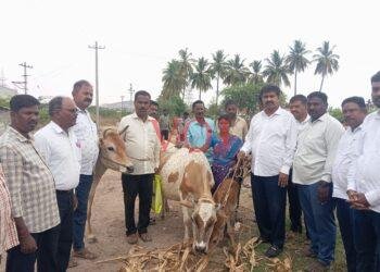 ಅಲೆಮಾರಿ ಹಾಗೂ ಅರೆ ಅಲೆಮಾರಿ ನಿಗಮದ ವತಿಯಿಂದ ಆಯ್ಕೆಯಾಗಿರುವ ಫಲಾನುಭವಿಗಳಿಗೆ ಹಸುಗಳ ವಿತರಿಸಿದ ಶಾಸಕ ಎಂ.ಆರ್ ಮಂಜುನಾಥ್