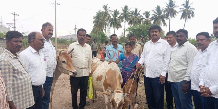 ಅಲೆಮಾರಿ ಹಾಗೂ ಅರೆ ಅಲೆಮಾರಿ ನಿಗಮದ ವತಿಯಿಂದ ಆಯ್ಕೆಯಾಗಿರುವ ಫಲಾನುಭವಿಗಳಿಗೆ ಹಸುಗಳ ವಿತರಿಸಿದ ಶಾಸಕ ಎಂ.ಆರ್ ಮಂಜುನಾಥ್