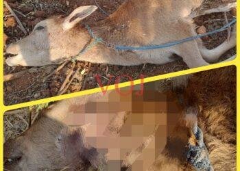 ಅರಣ್ಯ ಇಲಾಖೆಯ ನಿರ್ಲಕ್ಷ್ಯ ಗ್ರಾಮಸ್ಥರಿಗೆ ಪ್ರಾಣ ಸಂಕಟ