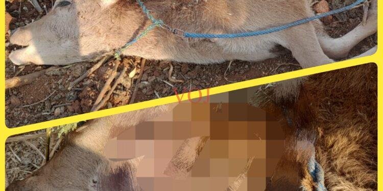 ಅರಣ್ಯ ಇಲಾಖೆಯ ನಿರ್ಲಕ್ಷ್ಯ ಗ್ರಾಮಸ್ಥರಿಗೆ ಪ್ರಾಣ ಸಂಕಟ