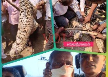 ಚಡಚಣ : ಚಿರತೆ ಸೆರೆ..! ನಿಟ್ಟುಸಿರು ಬಿಟ್ಟ ಜನರು..!