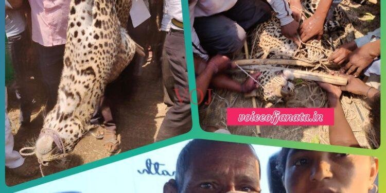 ಚಡಚಣ : ಚಿರತೆ ಸೆರೆ..! ನಿಟ್ಟುಸಿರು ಬಿಟ್ಟ ಜನರು..!