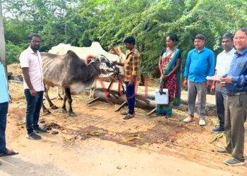 ಮುದ್ದೇಬಿಹಾಳ | ಜಾನುವಾರುಗಳಿಗೆ ಚರ್ಮಗಂಟು ರೋಗದ ಲಸಿಕೆ ಹಾಗೂ ನಾಯಿಗಳಿಗೆ ರೇಬಿಸ್ ಲಸಿಕೆಯನ್ನು ಉಚಿತ..