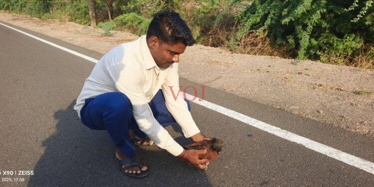 ಅಪಾಯದಲ್ಲಿದ್ದ ಅದೃಷ್ಟ ಪಕ್ಷಿಗೆ ಸಕಾಲದಲ್ಲಿ ನೆರವಾದ ಯುವಕ ಚಂದ್ರು
