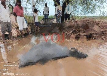 ಸಿಡಿಲು ಬಡಿದು ಎಮ್ಮೆ ಸಾವು..!