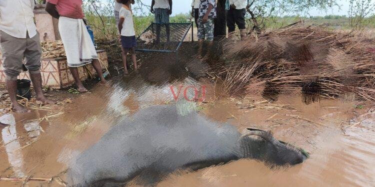 ಸಿಡಿಲು ಬಡಿದು ಎಮ್ಮೆ ಸಾವು..!