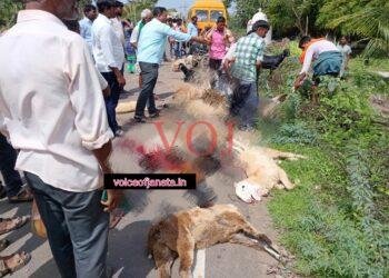 ಖಾಸಗಿ ಶಾಲಾ ವಾಹನ ಚಾಲಕನ ನಿರ್ಲಕ್ಷ್ಯ 15 ಕುರಿಗಳು, ಎಮ್ಮೆ ಕರು ಸಾವು