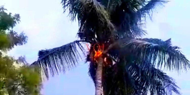 ಚವನಭಾವಿ ಗ್ರಾಮದಲ್ಲಿ ಸಿಡಿಲು ಬಡಿದ ಪರಿಣಾಮ ತೆಂಗಿನ ಮರಕ್ಕೆ ಬೆಂಕಿ ಜ್ವಾಲೆ