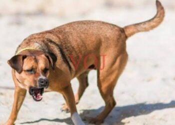 ಇಂಡಿಯಲ್ಲಿ 18 ಜನರಿಗೆ ಹುಚ್ಚು ನಾಯಿ ಕಡಿತ..!