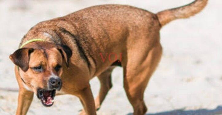 ಇಂಡಿಯಲ್ಲಿ 18 ಜನರಿಗೆ ಹುಚ್ಚು ನಾಯಿ ಕಡಿತ..!