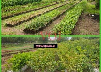 ರೈತರಿಗೆ ಜೂನ ೧ ರಿಂದ ೫೩ ಸಾವಿರ ಸಸಿ ವಿತರಣೆ