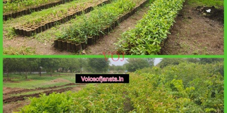 ರೈತರಿಗೆ ಜೂನ ೧ ರಿಂದ ೫೩ ಸಾವಿರ ಸಸಿ ವಿತರಣೆ