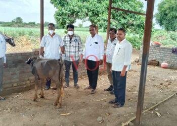 ಕರುಗಳಿಗೆ ಕಂದು ರೋಗ ಲಸಿಕಾಅಭಿಯಾನ
