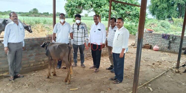ಕರುಗಳಿಗೆ ಕಂದು ರೋಗ ಲಸಿಕಾಅಭಿಯಾನ