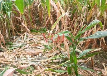 ಕಾಡು ಪ್ರಾಣಿಗಳ ಹಾವಳಿಗೆ ಐದು ಎಕರೆ ಜೋಳದ ಫಸಲು ನಾಶ