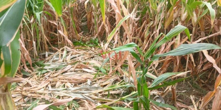 ಕಾಡು ಪ್ರಾಣಿಗಳ ಹಾವಳಿಗೆ ಐದು ಎಕರೆ ಜೋಳದ ಫಸಲು ನಾಶ