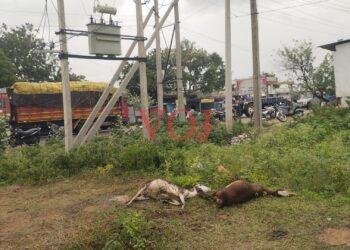 ವಿದ್ಯುತ್ ಸ್ಪರ್ಶಕ್ಕೆ ಎರಡು ಕುರಿಗಳು ಸಾವು: