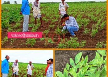 ತೊಗರಿಗೆ ಗೊಡ್ಡು ರೋಗ ನಿರ್ವಹಣೆಗೆ ಬಗ್ಗೆ ಕೃಷಿ ಅಧಿಕಾರಿಗಳು ರೈತರಿಗೆ ಸಲಹೆ