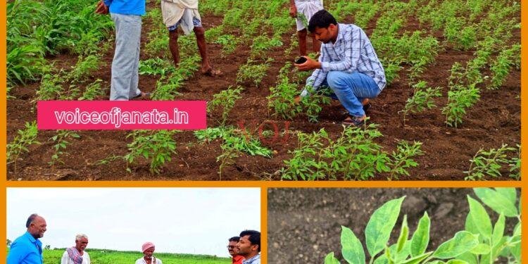 ತೊಗರಿಗೆ ಗೊಡ್ಡು ರೋಗ ನಿರ್ವಹಣೆಗೆ ಬಗ್ಗೆ ಕೃಷಿ ಅಧಿಕಾರಿಗಳು ರೈತರಿಗೆ ಸಲಹೆ