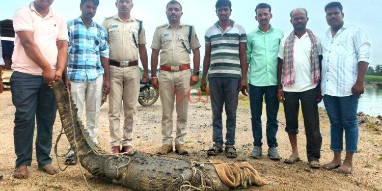 ಕೇಸಾಪೂರ ಗ್ರಾಮದ ರೈತನ ಹೊಲದಲ್ಲಿ ಮೊಸಳೆ ರೈತರಲ್ಲಿ ಆತಂಕ..!