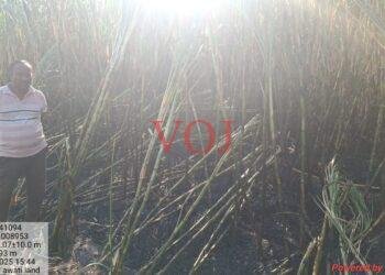 ಇಂಡಿಯಲ್ಲಿ ಕಬ್ಬು ಸುಟ್ಟು ಕರಕಲು..!