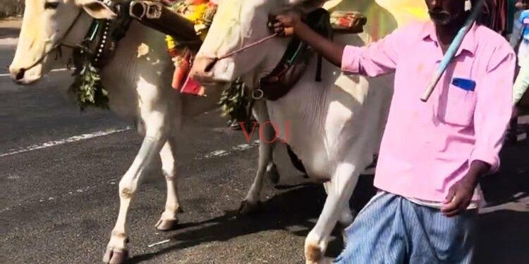 ಎತ್ತಿನ ಬಂಡಿಗೆ ಕೀಲುಮಣೆ ಇಲ್ಲದೆ 150 ಕಿ.ಮೀ ಸೌದತ್ತಿಗೆ ಪ್ರಯಾಣ