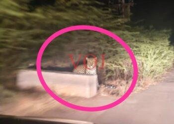 ಮದರಿ ಗ್ರಾಮದ ನದಿ ತೀರದ ಜಮೀನಿನಲ್ಲಿ ಚಿರತೆ ಪ್ರತ್ಯಕ್ಷ: ಹೆಚ್ಚಿದ ಆತಂಕ