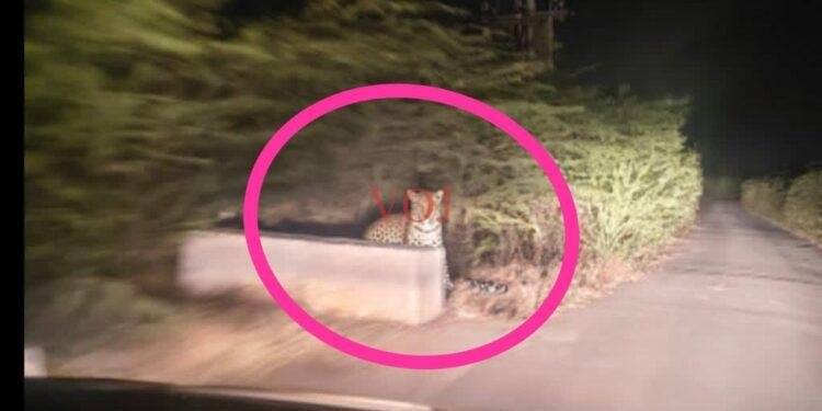 ಮದರಿ ಗ್ರಾಮದ ನದಿ ತೀರದ ಜಮೀನಿನಲ್ಲಿ ಚಿರತೆ ಪ್ರತ್ಯಕ್ಷ: ಹೆಚ್ಚಿದ ಆತಂಕ