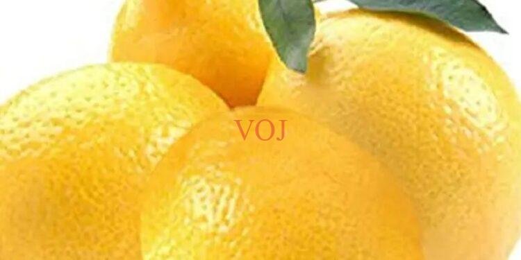 ಜ- 13 ರಂದು ಇಂಡಿ ನಗರದಲ್ಲಿ ಲಿಂಬೆ ಬೆಳೆಗಾರರಿಂದ ಬೃಹತ್ ಹೋರಾಟ..!