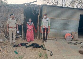 ಇಂಡಿಯಲ್ಲಿ ತೋಳಗಳ ಹಾವಳಿಗೆ ಎರಡು ‌ಕುರಿ ಬಲಿ..!