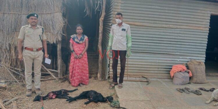 ಇಂಡಿಯಲ್ಲಿ ತೋಳಗಳ ಹಾವಳಿಗೆ ಎರಡು ‌ಕುರಿ ಬಲಿ..!