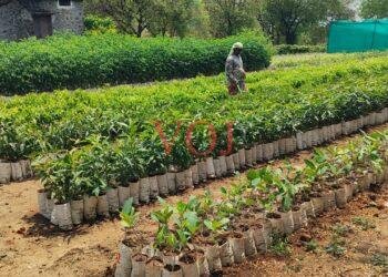 ಇಂಡಿ ಅರಣ್ಯ ಇಲಾಖೆಯಿಂದ ೫೩ ಸಾವಿರ ಸಸಿ ವಿತರಣೆ